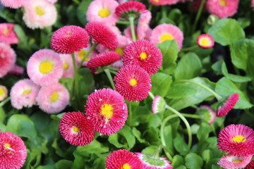 pink daisies on a flowerbed. a flowerbed with bright small daisy in white and pink colors in green leaves and grass background in summer park garden wallpaper. Field of colorful flowers.