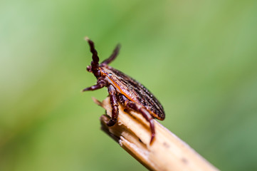 Blood sucking ticks in high grass on the season meadow