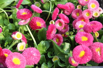 pink daisies on a flowerbed. a flowerbed with bright small daisy in white and pink colors in green leaves and grass background in summer park garden wallpaper. Field of colorful flowers.