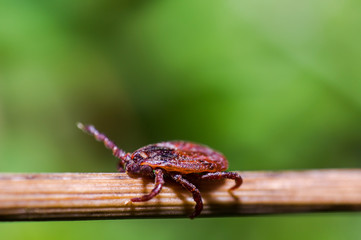 Blood sucking ticks in high grass on the season meadow