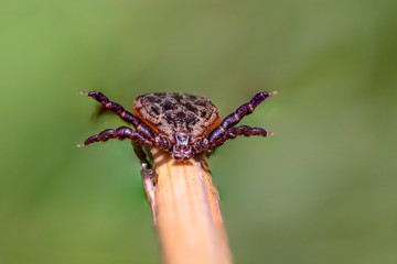 Blood sucking ticks in high grass on the season meadow