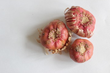 bulbs of gladiolus flowers, planting material for flower garden. Gladioli onions, isolated, white background. Gladiolus bulbs for seedlings. gladiolus bulbs chocolate