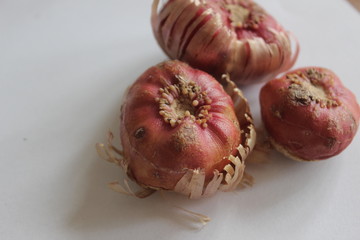 bulbs of gladiolus flowers, planting material for flower garden. Gladioli onions, isolated, white background. Gladiolus bulbs for seedlings. gladiolus bulbs chocolate