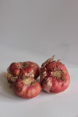 bulbs of gladiolus flowers, planting material for flower garden. Gladioli onions, isolated, white background. Gladiolus bulbs for seedlings. gladiolus bulbs chocolate