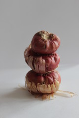 bulbs of gladiolus flowers, planting material for flower garden. Gladioli onions, isolated, white background. Gladiolus bulbs for seedlings. gladiolus bulbs chocolate