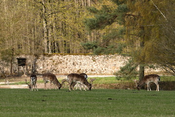 Hirsche auf einer Wiese
