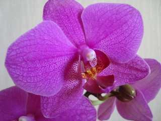 orchid 