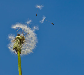 Dandelion Seeds Blowing in the Wind on a Blue Sky