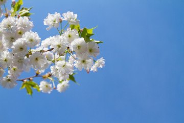 Cherry blossom trees, nature and spring background. White sakura flowers. Flower landscape