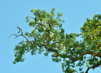 Fototapeta premium Woodland and Trees.