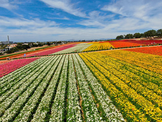 Aerial view of Carlsbad Flower Fields. tourist can enjoy hillsides of colorful Giant Ranunculus flowers during the annual bloom that runs March through mid May. Carlsbad, California, USA