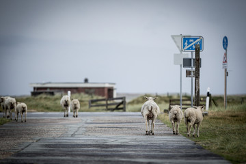 Sylt 
