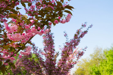 Cherry blossom trees, nature and spring background. Pink sakura flowers. Flower landscape, blurred