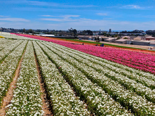 Aerial view of Carlsbad Flower Fields. tourist can enjoy hillsides of colorful Giant Ranunculus flowers during the annual bloom that runs March through mid May. Carlsbad, California, USA