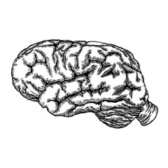 Hand drawn illustration of a human brain in black white ink. Vector.