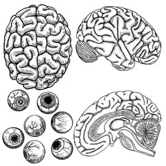 Monochrome human brain engraving. Top, side and sliced inside layer perspective view. Human eyes or eyeballs set. Isolated on white background. Vector.