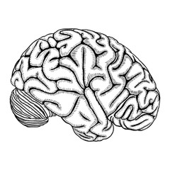 White black outline of the human brain, hand drawing realistic organ. Vector