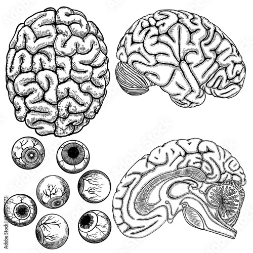 Image result for Human brain top view