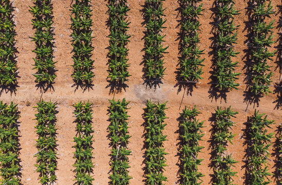 Top view from drone of green bushes of bananas growing on plantation in sunlight