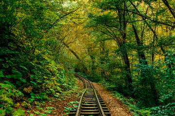 abandoned railway track in the autumn forest. thickets of the jungle