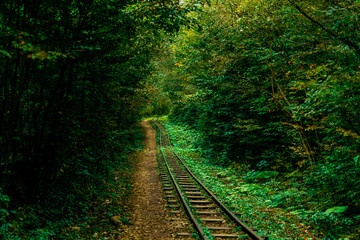 abandoned railway track in the autumn forest. thickets of the jungle