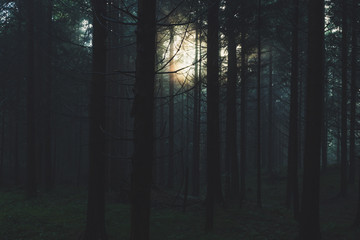 Traum Wald