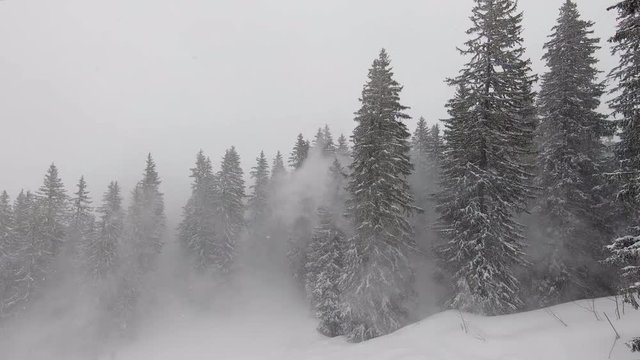 Slow tracking shot of trees lining a ski run at Avoriaz Ski Resort during a snowstorm.