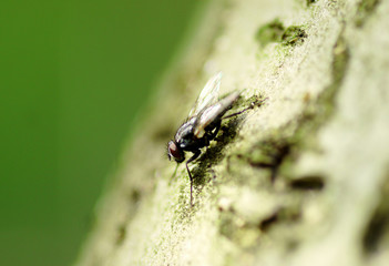 House fly on the tree trunk, macro - shallow depth of field