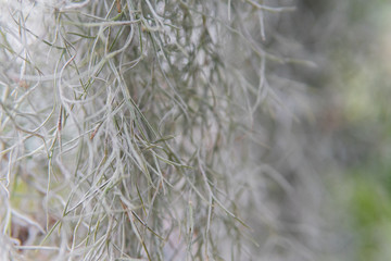 Close-up of air plant