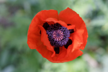 Close up of a red poppy flower