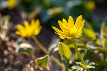 Obraz premium Yellow flower Marigold (Calendula) in spring, focus on foreground.