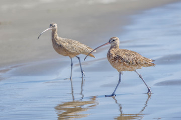 Long Billed Curlews 01