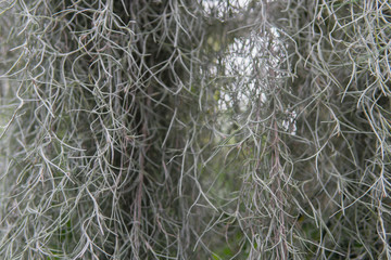 Air plant background