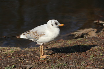 seagull by the seahore