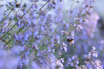 Close up of blooming catmint plant with a bumble bee