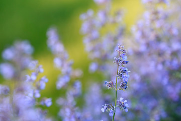 Close up of blooming catmint plant