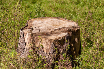 Baumstumpf im Wald