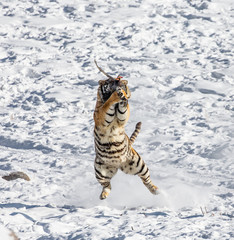 Fototapeta premium Siberian (Amur) tiger in a jump catches its prey. Very dynamic shot. China. Harbin. Mudanjiang province. Hengdaohezi park. Siberian Tiger Park. Winter. Hard frost. (Panthera tgris altaica)