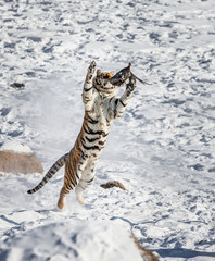 Siberian (Amur) tiger in a jump catches its prey. Very dynamic shot. China. Harbin. Mudanjiang...