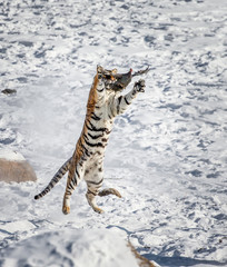 Obraz na płótnie Canvas Siberian (Amur) tiger in a jump catches its prey. Very dynamic shot. China. Harbin. Mudanjiang province. Hengdaohezi park. Siberian Tiger Park. Winter. Hard frost. (Panthera tgris altaica)