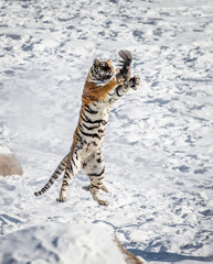 Siberian (Amur) tiger in a jump catches its prey. Very dynamic shot. China. Harbin. Mudanjiang...