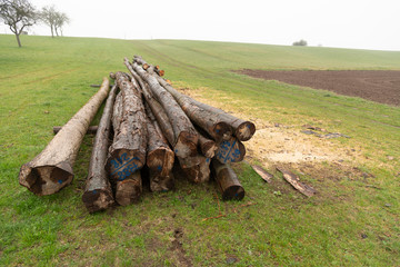 Gesägte Baumstämme auf dem Feld