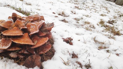 mushrooms in the snow