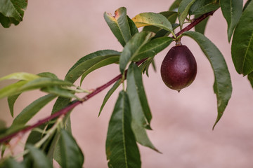 Ripening nectarines
