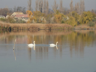 Autumn landscape with wild swans swimming and foraging in the river