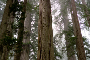 Fototapeta premium Giant redwood trees in the forest with fog background in northern California Redwood National Park