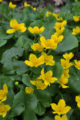 In a swamp, in the alder forest blossom Caltha palustris