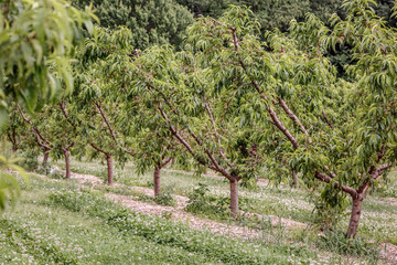 Ripening peaches