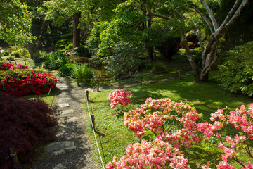 Rhododendron   blossom  and  topiary  art  in Maulivrier - Japanese  Garden . France.
