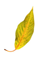 Colorful autumn leaf isolated on white. Studio photo, Leaves of autumn. Yellow red green. This photo will decorate your design. You will be the first again. Happy Golden Autumn.
